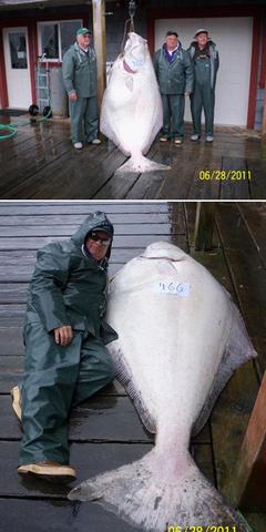 20110708 giant halibut.jpg